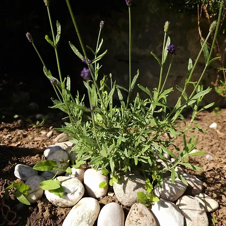Apartma Lavanda * Vremski Britof