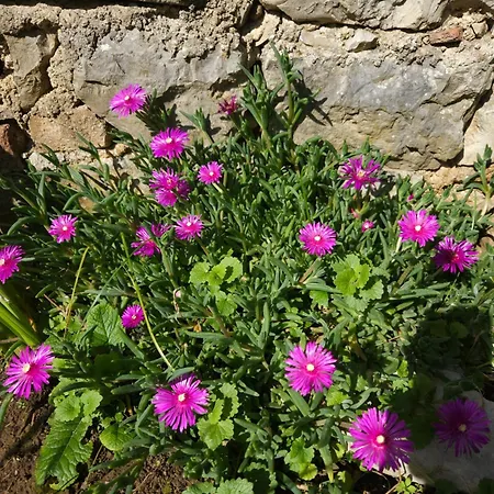 Apartma Lavanda