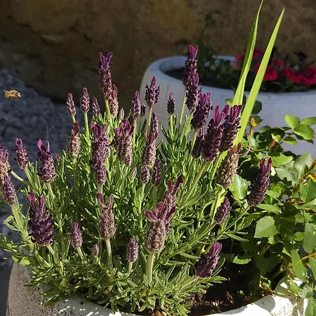 Apartma Lavanda Počitniška hiša
